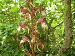Himantoglossum comperianum