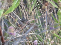 Serpophaga nigricans