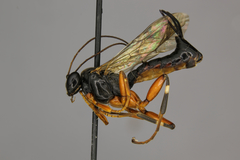 Pimpla aequalis