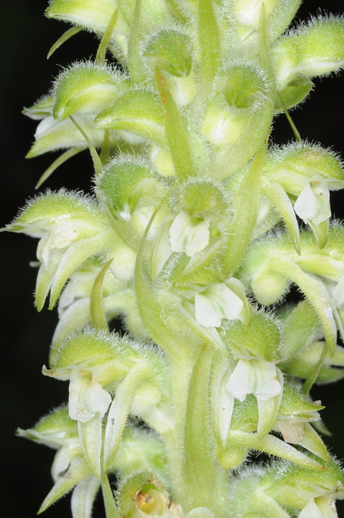 Pelexia bonariensis