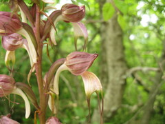 Himantoglossum comperianum