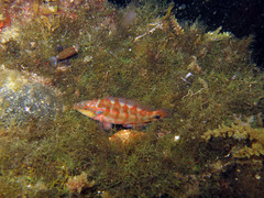 Symphodus ocellatus