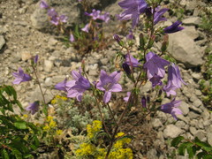 Campanula sibirica taurica