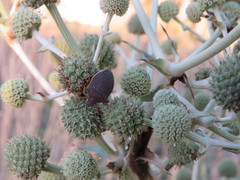 Euschistus circumfusus