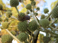 Euschistus circumfusus