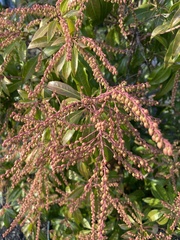 Pieris