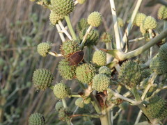 Euschistus circumfusus