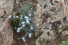 Eritrichium pulviniforme