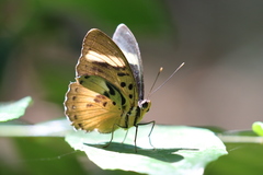 Euphaedra ceres ceres