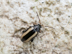 Phyllotreta nemorum
