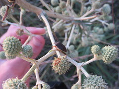 Euschistus circumfusus