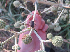 Euschistus circumfusus