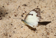 Belenois calypso