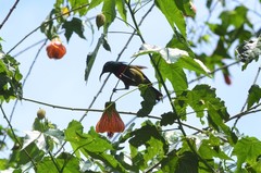Cinnyris fuelleborni