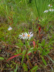 Symphyotrichum robynsianum