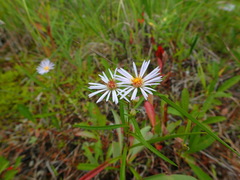 Symphyotrichum robynsianum