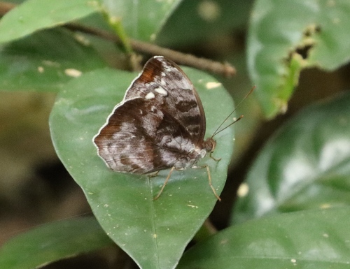 Brilliant Nymph