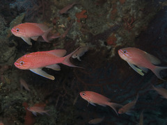 Anthias anthias