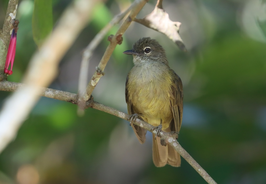 Gray Greenbul photo