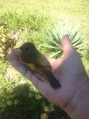 Mionectes rufiventris