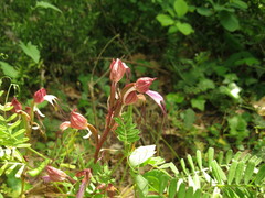 Himantoglossum comperianum