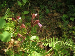 Himantoglossum comperianum