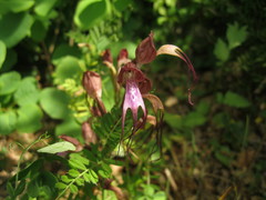 Himantoglossum comperianum