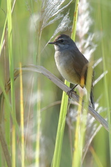 Calliope tschebaiewi