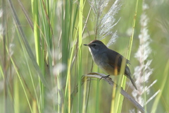 Calliope tschebaiewi