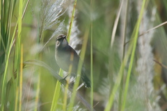 Calliope tschebaiewi