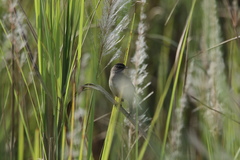 Calliope tschebaiewi