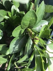 Papilio demodocus
