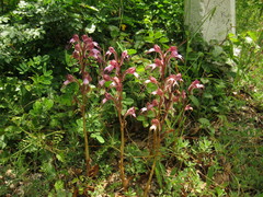 Himantoglossum comperianum