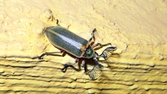 Rhipiceridae