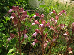 Himantoglossum comperianum