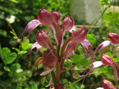 Himantoglossum comperianum