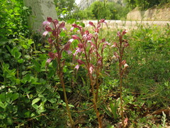 Himantoglossum comperianum