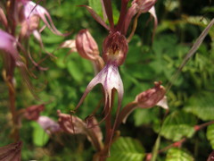 Himantoglossum comperianum