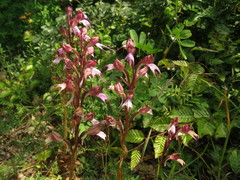 Himantoglossum comperianum