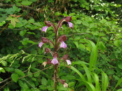 Himantoglossum comperianum