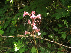 Himantoglossum comperianum