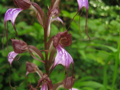 Himantoglossum comperianum