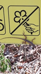 Anolis terraealtae