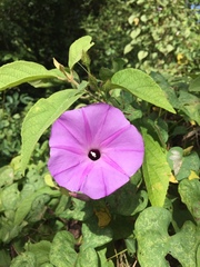 Ipomoea crinicalyx
