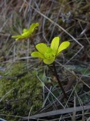 Ranunculus insignis