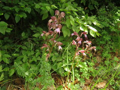 Himantoglossum comperianum