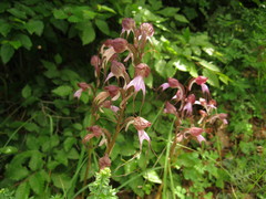 Himantoglossum comperianum
