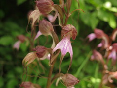 Himantoglossum comperianum