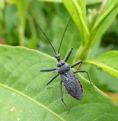 Rhynocoris tristis