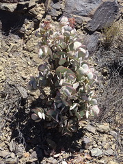 Crassula arborescens